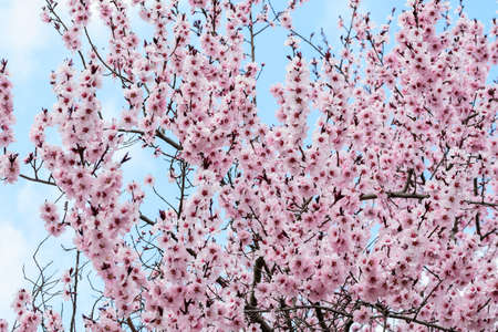 Close up of a branch with pink apricot tree flowers in full bloom with blurred background in a garden in a sunny spring day, beautiful outdoor floral backgroundの写真素材