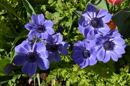 Close up of a many delicate fresh blue anemone flowers in a sunny spring garden, floral outdoor background photographed with soft focusの写真素材