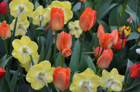 Top view of one vivid pink tulip in a garden in a sunny spring day, beautiful outdoor floral background photographed with soft focusの写真素材