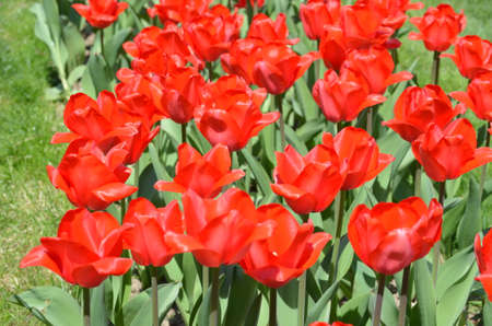 Side view of many vivid red tulips and green grass in a garden in a sunny  spring day, beautiful outdoor floral background photographed with soft focusの写真素材