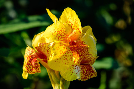 Vivid yellow and red flowers of Canna indica, commonly known as Indian shot, African or purple...