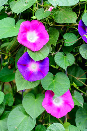 Three delicate vivid blue and pink flowers of morning glory plant in a a garden in a sunny summer garden, outdoor floral background photographed with soft focusの写真素材