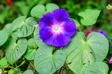 One delicate vivid blue and purple flower of morning glory plant in a a garden in a sunny summer...