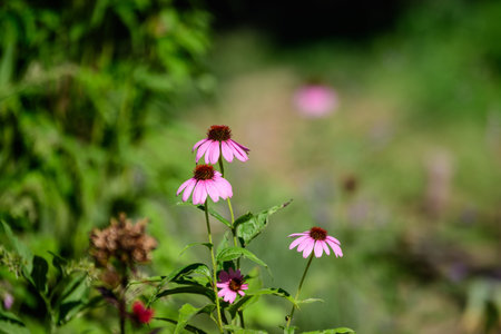 Delicate pink echinacea flowers in soft focus in an organic herbs garden in a sunny summer day