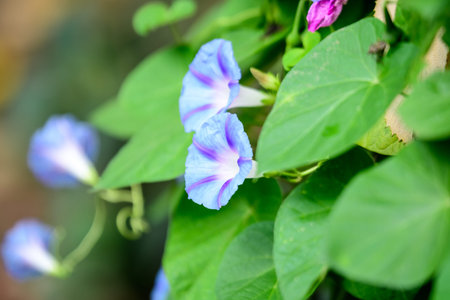Many delicate light blue flower of morning glory plant in a a garden in a sunny summer garden,...