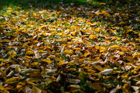 Minimalist monochrome background with many large red and orange leaves and small flowers on green...