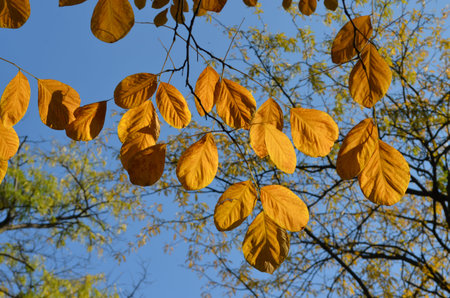 Different trees with green, yellow, orange and brown leaves towards clear blue sky in a garden...