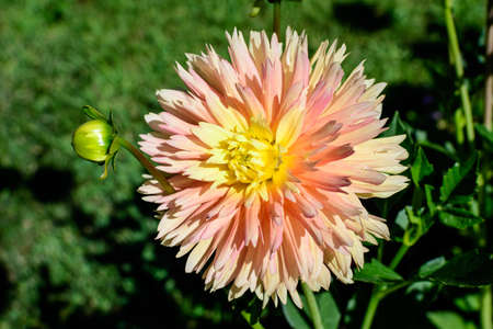 Close up of one beautiful large vivid orange dahlia flower in full bloom on blurred green background, photographed with soft focus in a garden in a sunny summer dayの写真素材
