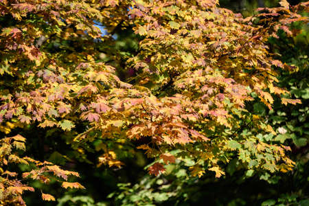 Minimalist monochrome background with many large orange and red leaves on tree branches  in a garden in a sunny autumn dayの写真素材