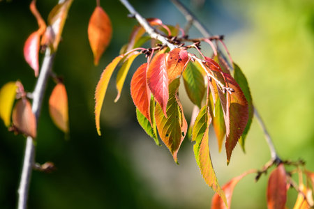 Minimalist monochrome background with many large orange and red leaves on tree branches  in a garden...