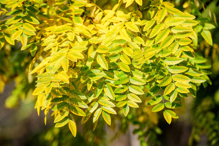 Many vivid yellow and green leaves in a tree in a forest in a sunny autumn day, beautiful outdoor...