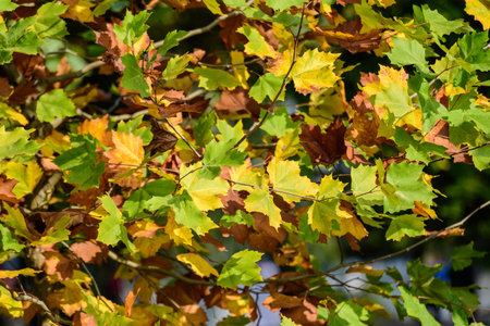 Minimalist monochrome background with many large yellow and green leaves on tree branches  in a...