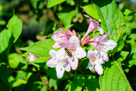 Close up of delicate white Weigela florida plant with flowers in full bloom in a garden in a sunny...
