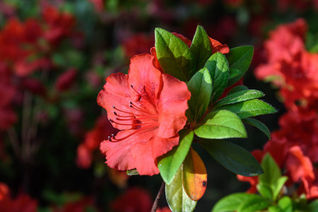 Bush of delicate vivid red flowers of azalea or Rhododendron plant in a sunny spring Japanese...
