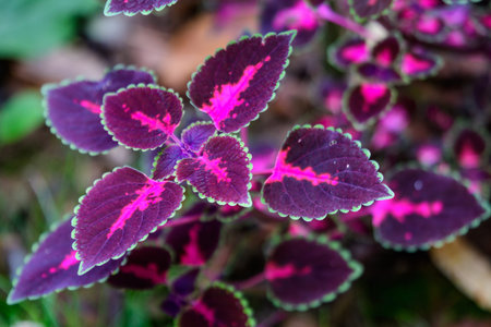 Close up of dark red and green leaves of Coleus blumei (Plectranthus scutellarioides) garden plant,...