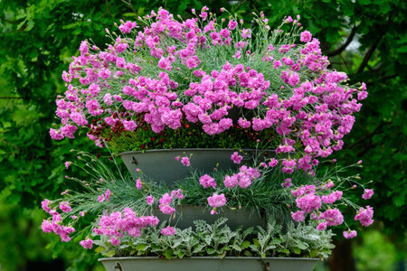 Many small vivid pink flowers of Dianthus carthusianorum plant, commonly known as Carthusian pink in a British cottage style garden in a sunny summer day, beautiful outdoor floral backgroundの写真素材