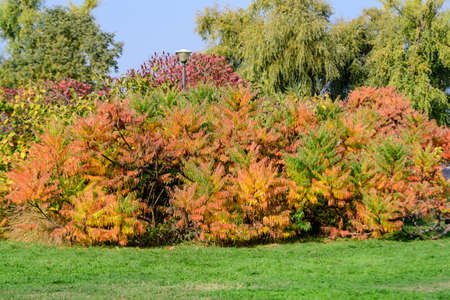 Minimalist monochrome background with large red and orange leaves and small flowers of Rhus shrub, commonly known as sumac, sumach or sumaq, in a a garden in a sunny autumn dayの写真素材