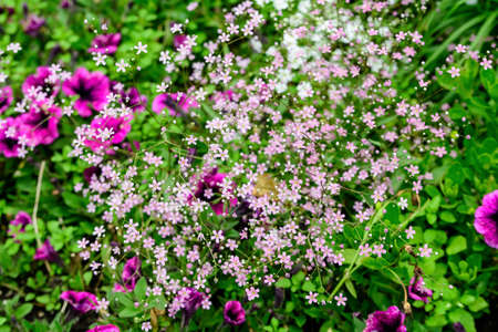 Many small pink flowers of Gypsophila elegans, commonly known as showy baby's-breath and green leaves in a spring garden, beautiful indoor floral background photographed with selective focusの写真素材