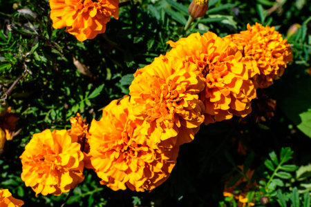 Large group of orange tagetes or African marigold flowers in a a garden in a sunny summer garden,...