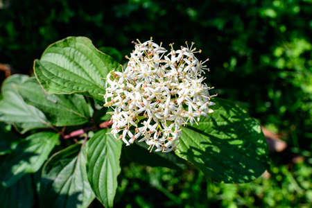 White delicate flower of Cornus alba shrub, known as red barked, white or Siberian dogwood, and green leaves in a garden in a sunny spring day beautiful outdoor floral backgroundの写真素材