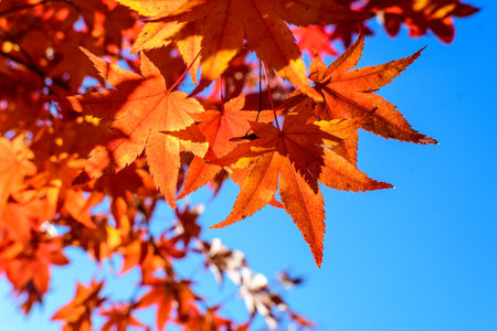 Vivid red and orange leaves of Acer platanoides or Norway maple tree, towards clear blue sky in a...