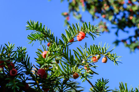 Many small vivid green leaves and red poisonous fruits of Thuja coniferous tree, commonly known asarborvitaes, thujas or cedars in a garden in a sunny summer dayの写真素材