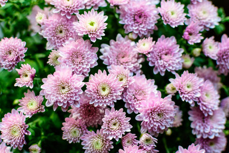 Many vivid pink Chrysanthemum x morifolium flowers in a garden in a sunny autumn day, beautiful colorful outdoor background photographed with soft focusの写真素材