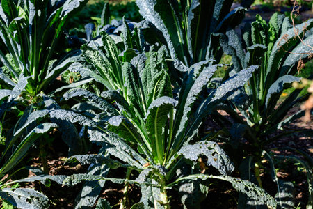 Large group of fresh green leaves of kale or leaf cabbage in an organic garden, with small water drops in a rainy summer day, beautiful outdoor monochrome background photographed with soft focusの写真素材
