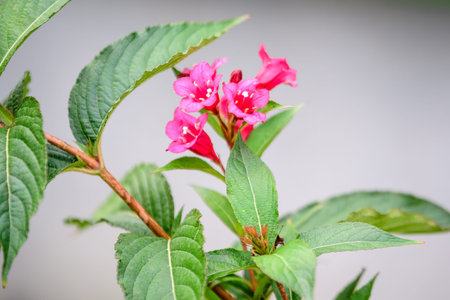 Close up of vivid pink magenta Weigela florida plant with flowers in full bloom in a garden in a...