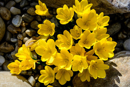 Close up of many vivid yellow crocus spring flowers in full bloom in a garden in a sunny day, beautiful outdoor floral background photographed with soft focusの写真素材