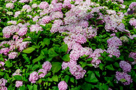 Large vivid magenta pink hydrangea macrophylla or hortensia shrub in full bloom in a flower pot, with fresh green leaves in the background, in a garden in a sunny summer dayの写真素材