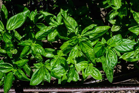 Many fresh green basil leaves and flowers in a sunny summer organic garden, healthy vegan herbs photographed with soft focusの写真素材