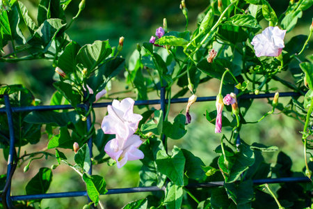 Many white flowers and green fresh leaves of Convolvulus arvensis plant, commonly known as field...
