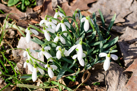 Small and delicate white snowdrop spring flowers in full bloom in forest in a sunny spring day,...
