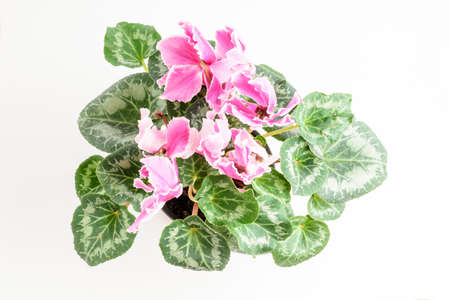 Close up of vivid pink Cyclamen flowers in full bloom in a garden pot near a white wall in a sunny summer day, beautiful outdoor floral background photographed with soft focusの写真素材
