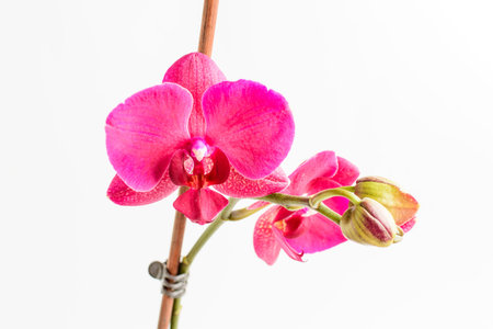 Close up vivid pink Phalaenopsis orchid flowers in full bloom in a garden pot near a white wall in a sunny summer day, beautiful outdoor floral background photographed with soft focusの写真素材