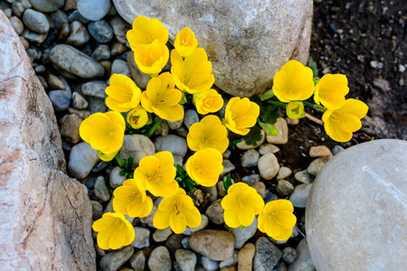 Close up of many vivid yellow crocus spring flowers in full bloom in a garden in a sunny day, beautiful outdoor floral background photographed with soft focusの写真素材