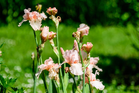 Close up of many delicate wild orange iris flowers in full bloom, in a garden in a sunny summer day, beautiful outdoor floral backgroundの写真素材