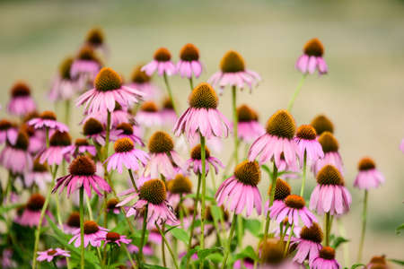 Vivid vivid pink delicate echinacea flowers in soft focus in a garden in a sunny summer dayの写真素材