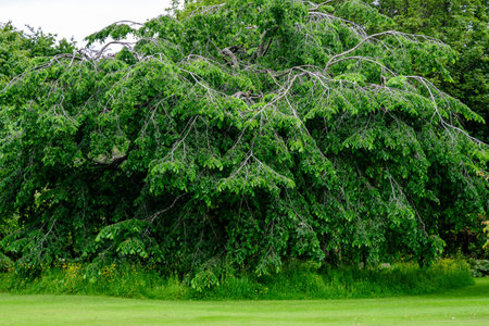 Minimalist monochrome green background with wild azalea or Rhododendron plant an old green trees and leaves in a park in a summer day in Scotland, United Kingdomの写真素材