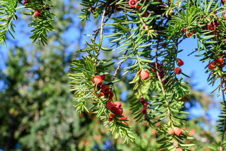 Many small vivid green leaves and red poisonous fruits of Thuja coniferous tree, commonly known asarborvitaes, thujas or cedars in a garden in a sunny summer dayの写真素材