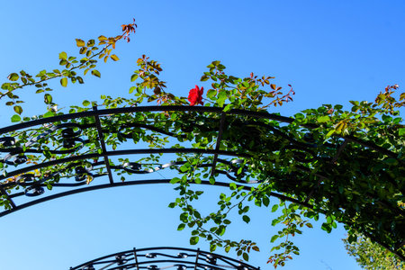 Large green bush with fresh vivid pink roses and green leaves in a garden in a sunny summer day, beautiful outdoor floral background photographed with soft focusの写真素材