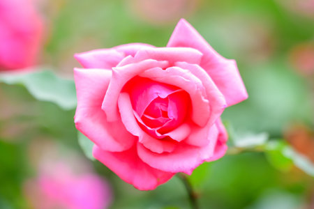 Close up of one delicate vivid pink magenta rose in full bloom and green leaves in a garden in a sunny summer day, beautiful outdoor floral background photographed with soft focusの写真素材