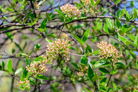 Shrub with many delicate white flowers of Viburnum carlesii plant commonly known as arrowwood or...