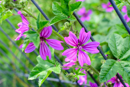 Many delicate pink magenta flowers of Althaea officinalis plant, commonly known as marsh-mallow in a British cottage style garden in a sunny summer day, beautiful outdoor floral backgroundの写真素材
