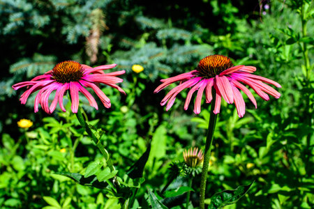 Two delicate pink echinacea flowers in soft focus in an organic herbs garden in a sunny summer dayの写真素材