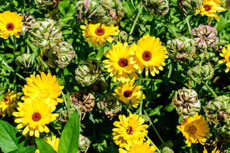 Many vivid yellow orange flowers of Calendula officinalis plant, known as pot marigold, ruddles, common or Scotch marigold in a sunny summer garden, textured floral backgroundの写真素材