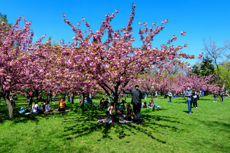 Bucharest, Romania, 25 April 2021 Large cherry trees with many pink flowers in full bloom in the...