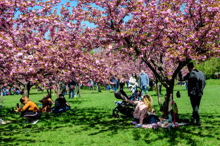 Bucharest, Romania, 25 April 2021 Large cherry trees with many pink flowers in full bloom in the Japanese Garden from King Michael I Park (former  Herastrau) in a sunny spring day, sakuraのeditorial素材