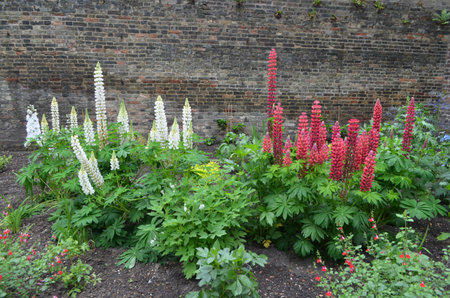Close up of red and white flowers of Lupinus, known as lupin or lupine, in full bloom and green grass in a sunny spring garden, beautiful outdoor floral background photographed with soft focusの写真素材